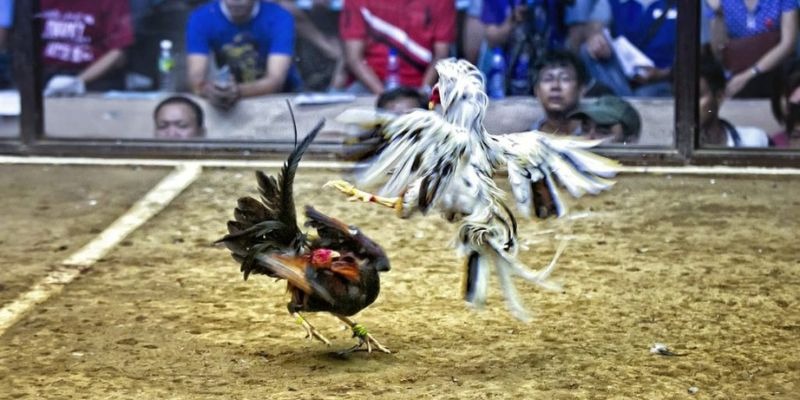 vnshbet sòng bạc TRỰC TUYẾN